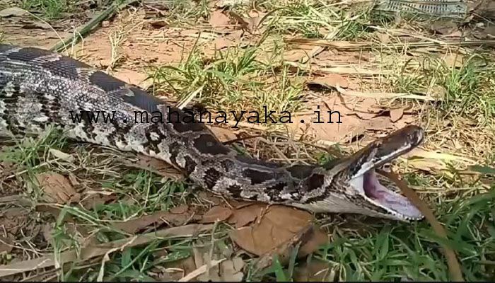 python