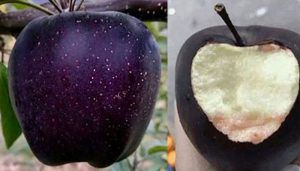 black diamond apple