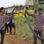 indian king cobra