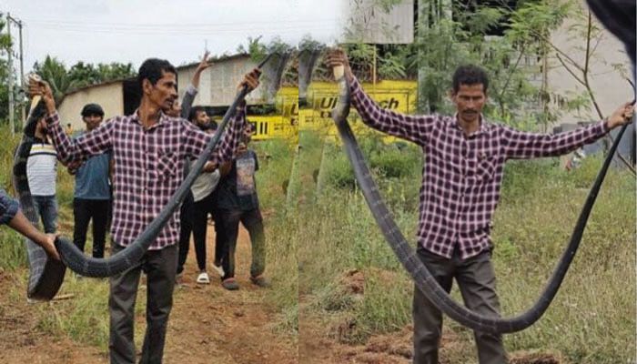 indian king cobra