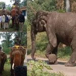 elephant