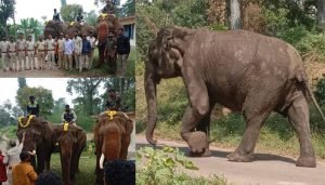 elephant
