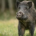 pig