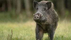 pig