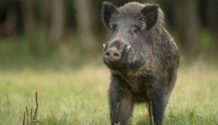 pig