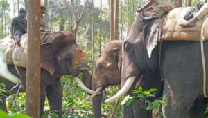 abhimanyu elephant