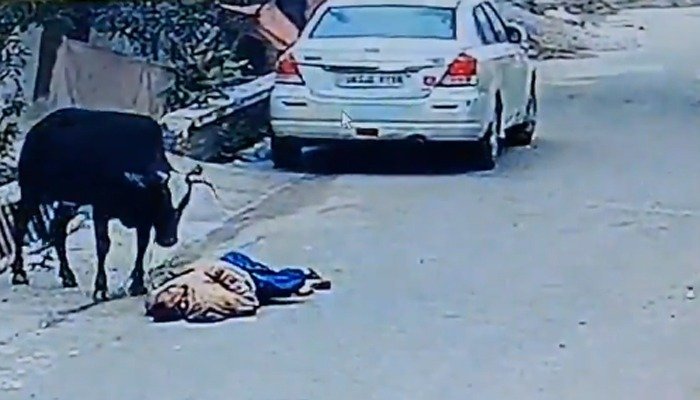 bull attack