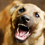 street dog