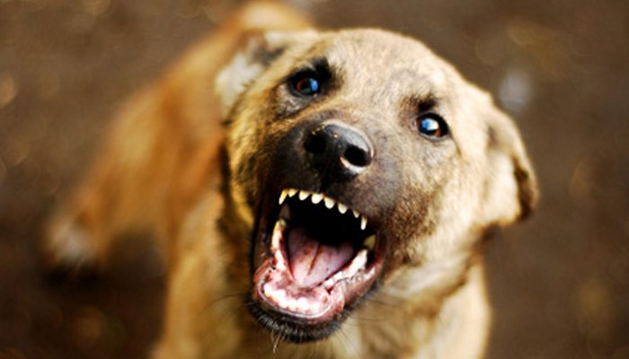 street dog