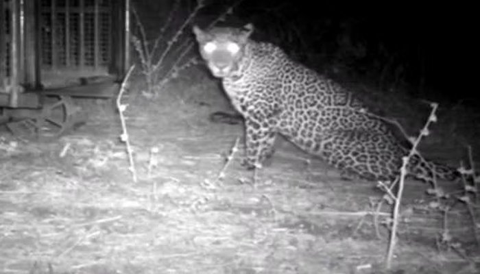 leopard