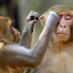 monkey disease
