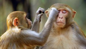 monkey disease