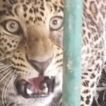 mysore leopard