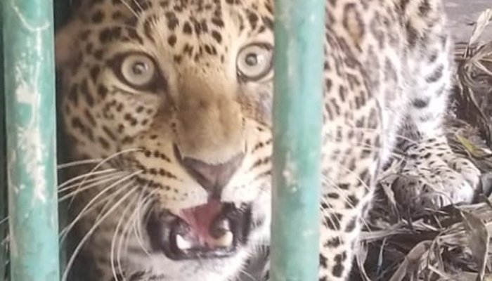 mysore leopard