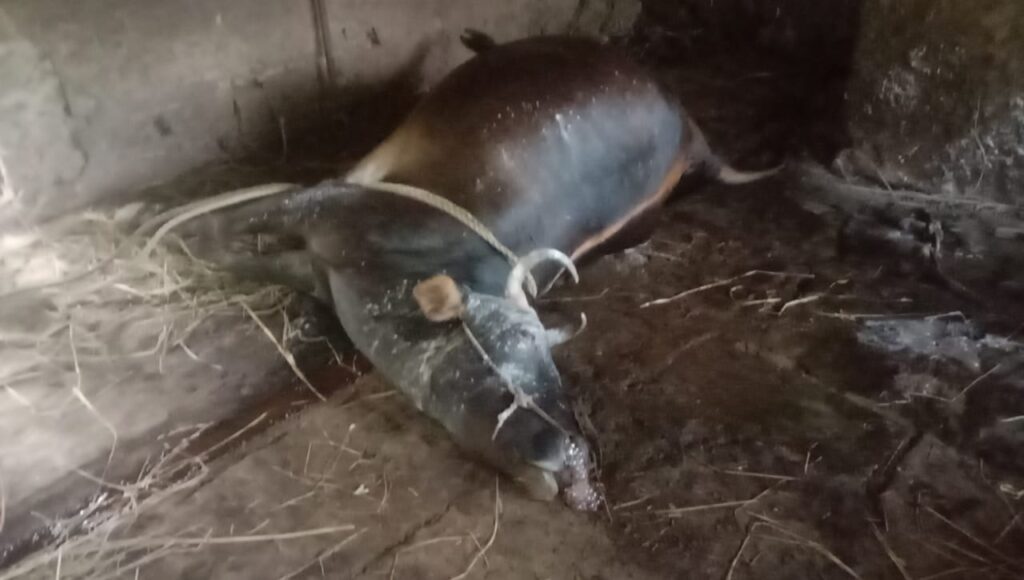cow