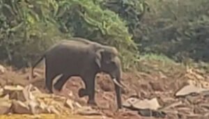 elephant