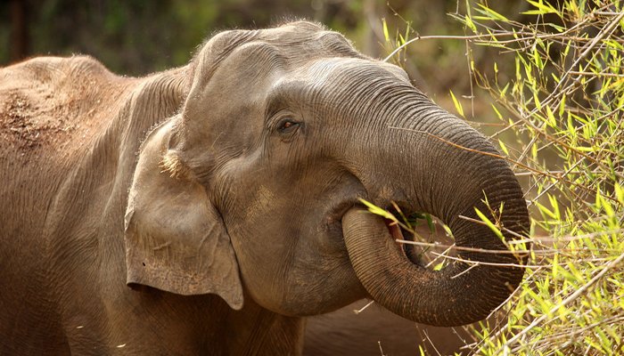 elephant