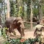 karadi elephant