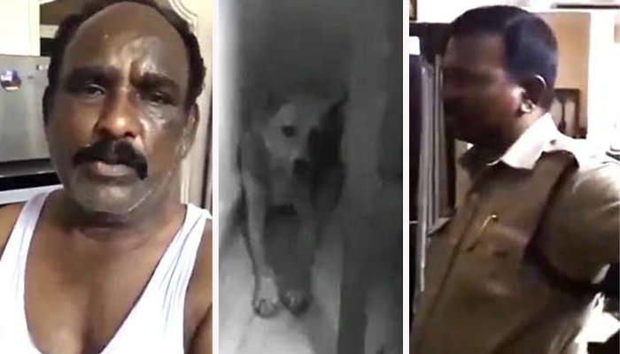dog