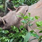 wild elephant