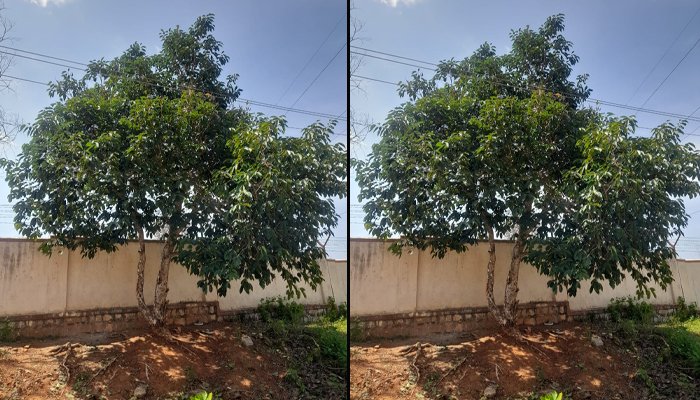 tree
