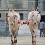 varthur santhosha