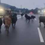 cow kottigehara