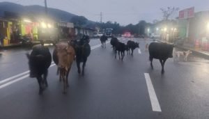 cow kottigehara