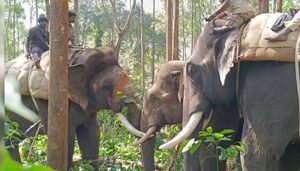 elephant