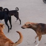 stray dogs
