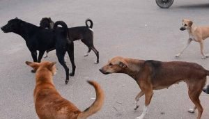 stray dogs