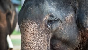 elephant Main
