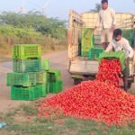 tomato