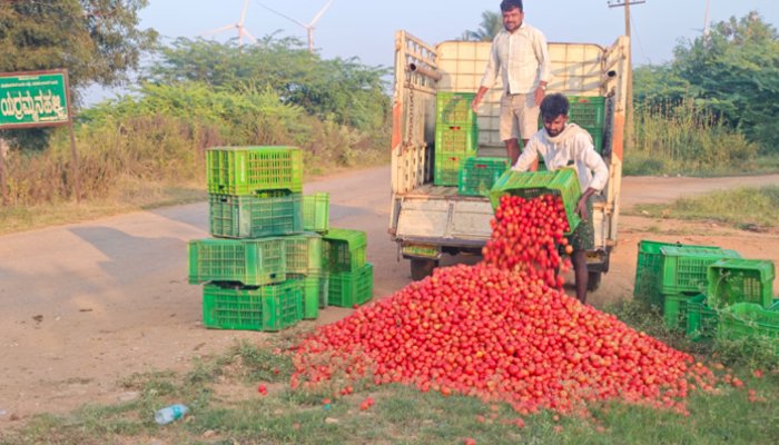 tomato