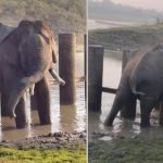 elephant mysore