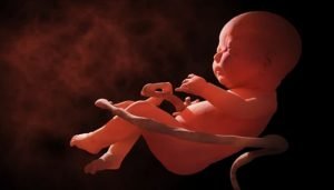 embryo