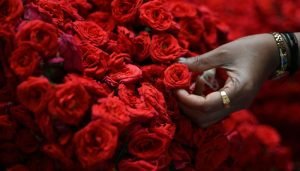red rose