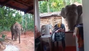 Wild elephant