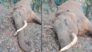 wild elephant