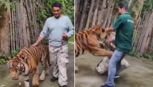 indian man attacked by tiger