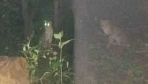 leopard