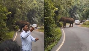 wild elephant