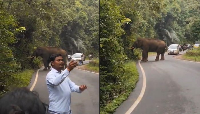 wild elephant