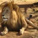 lion