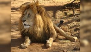 lion