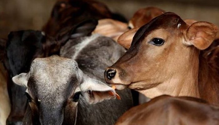 cow
