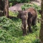 elephant
