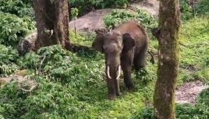 elephant