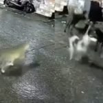 animal