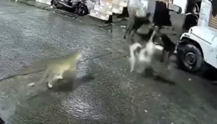 animal